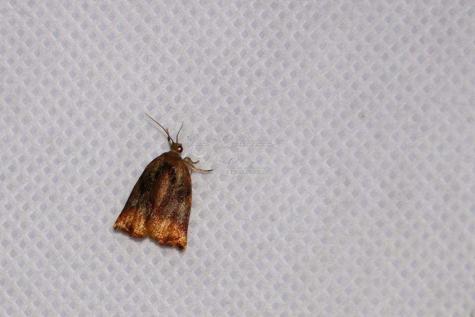 Archips