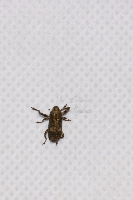 Gasterocercus depressirostris - laposorrú ormányos