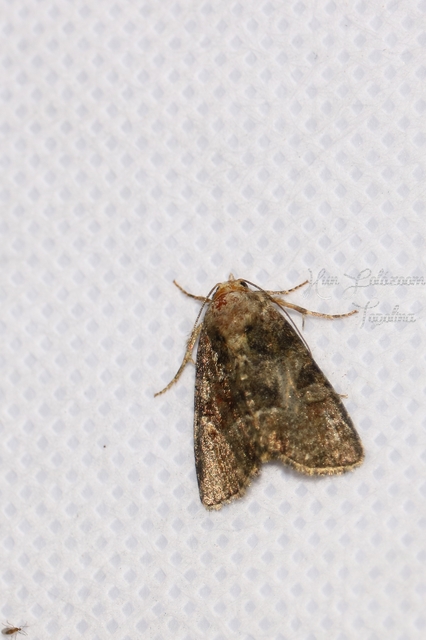 Oligia strigilis/latruncula/versicolor