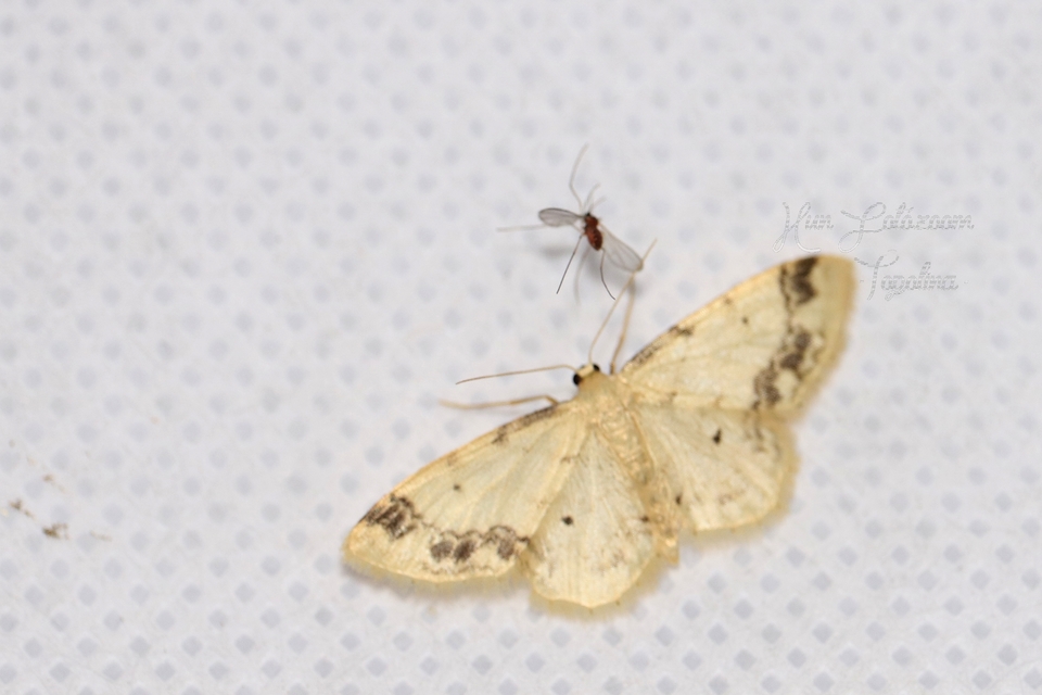 Idaea trigeminata - csúcsfoltos apróaraszoló
