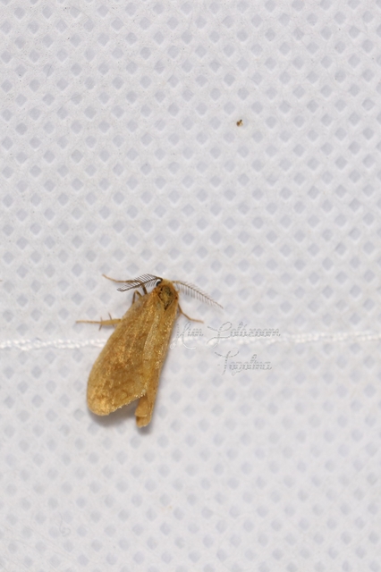 Bijugis bombycella - alkonyati zsákhordólepke