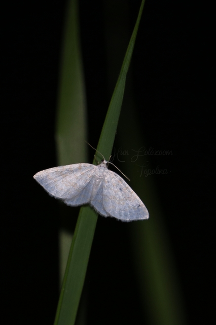 Asthena albulata - gyertyán-fehéraraszoló