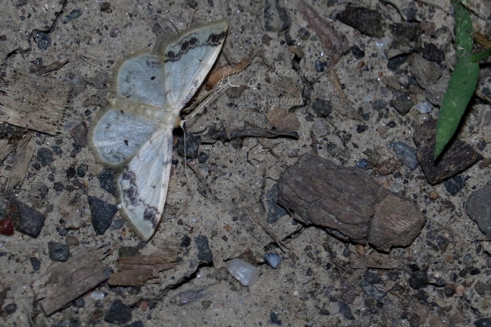 Idaea trigeminata - csúcsfoltos apróaraszoló