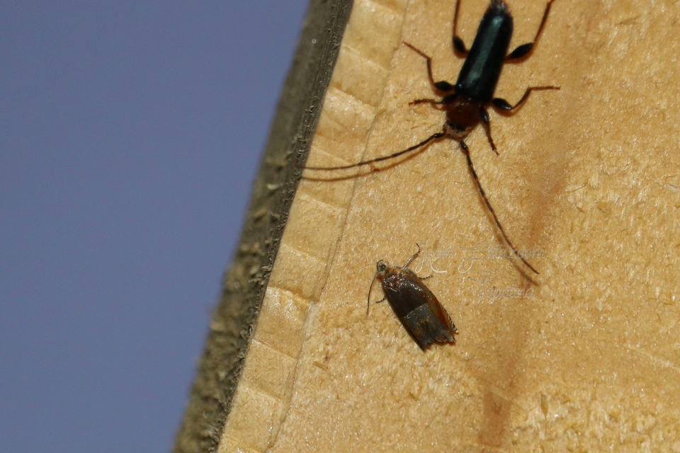 Ancylis