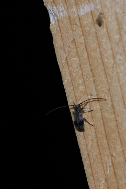 Exocentrus punctipennis - szilfa-rőzsecincér