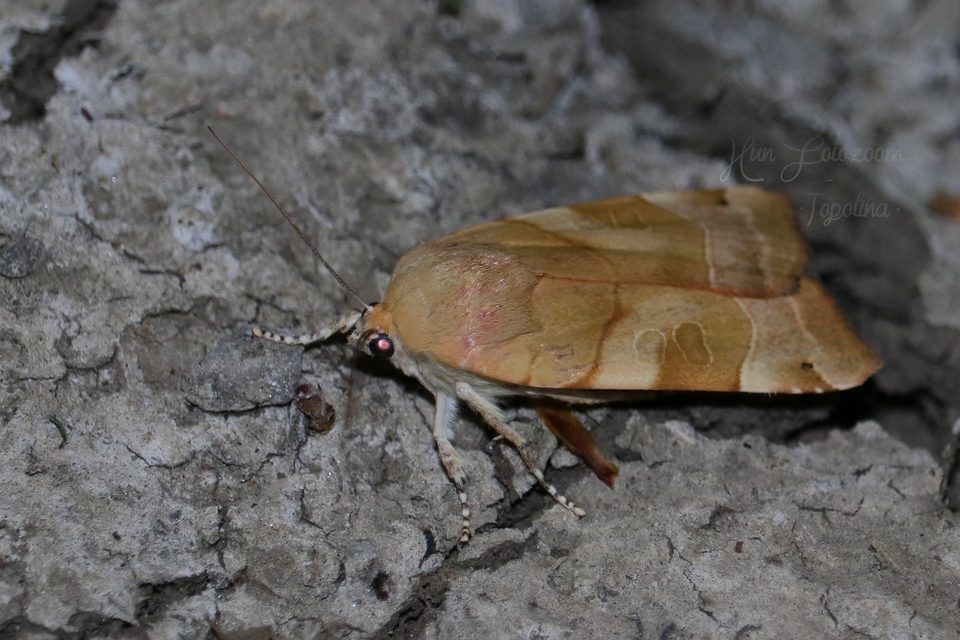 Noctua fimbriata - szélessávú sárgafűbagoly
