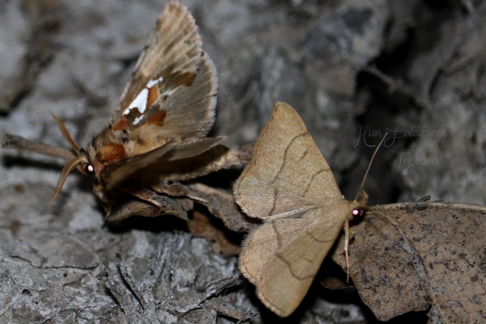 Paracolax tristalis - sárgás karcsúbagoly