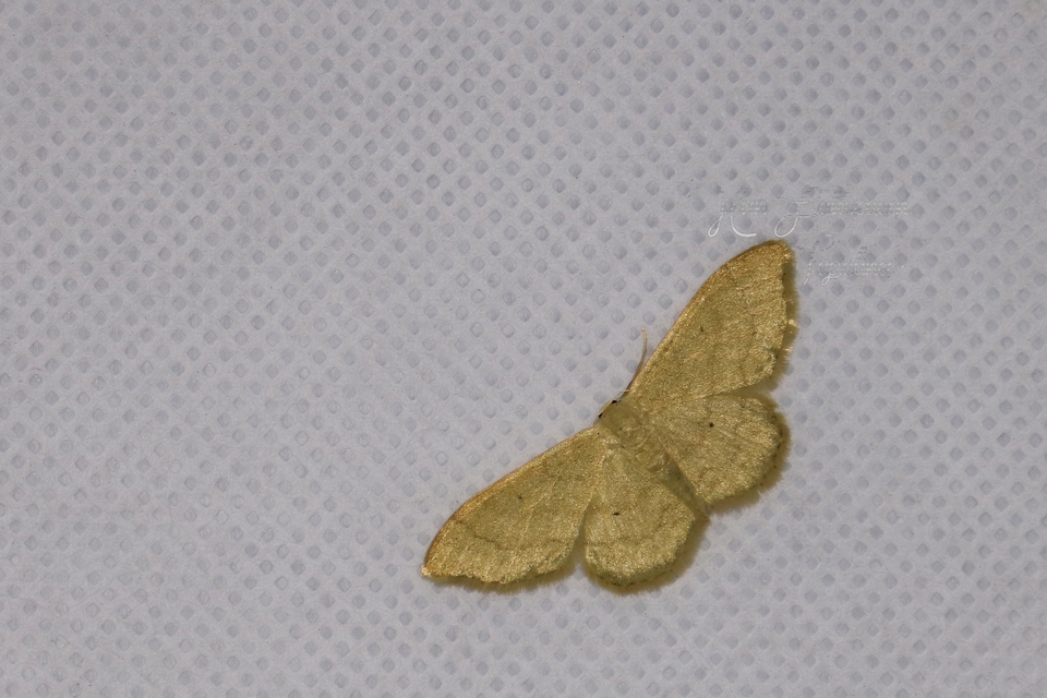Idaea straminata - szalmasárga sávosaraszoló