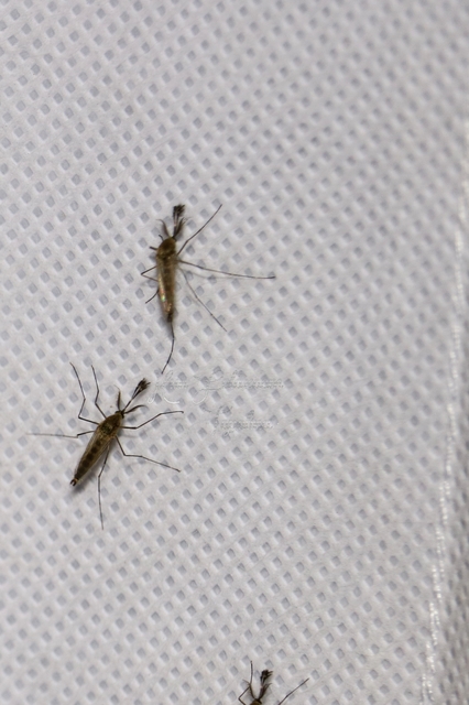 Culicidae - csípőszúnyogok
