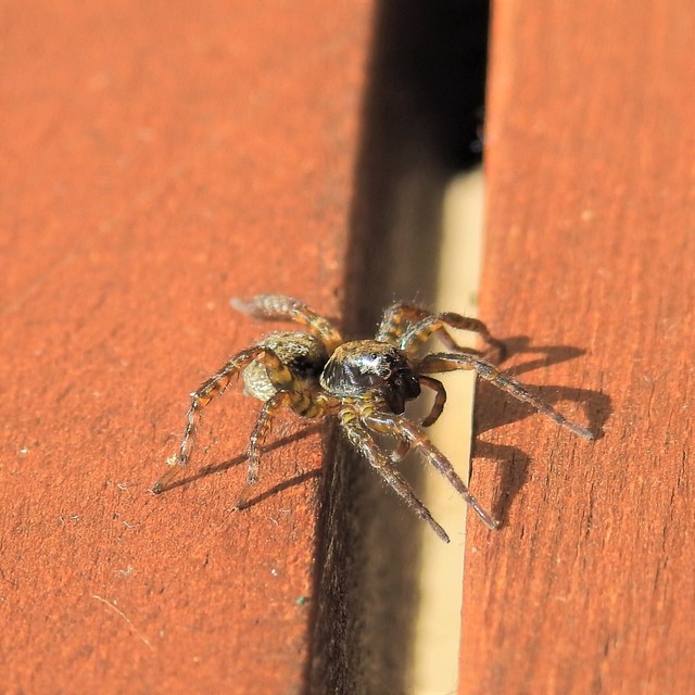 Arctosa leopardus