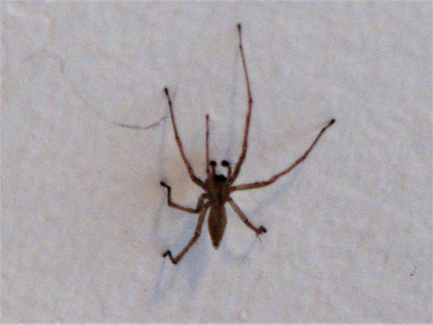 Cheiracanthium