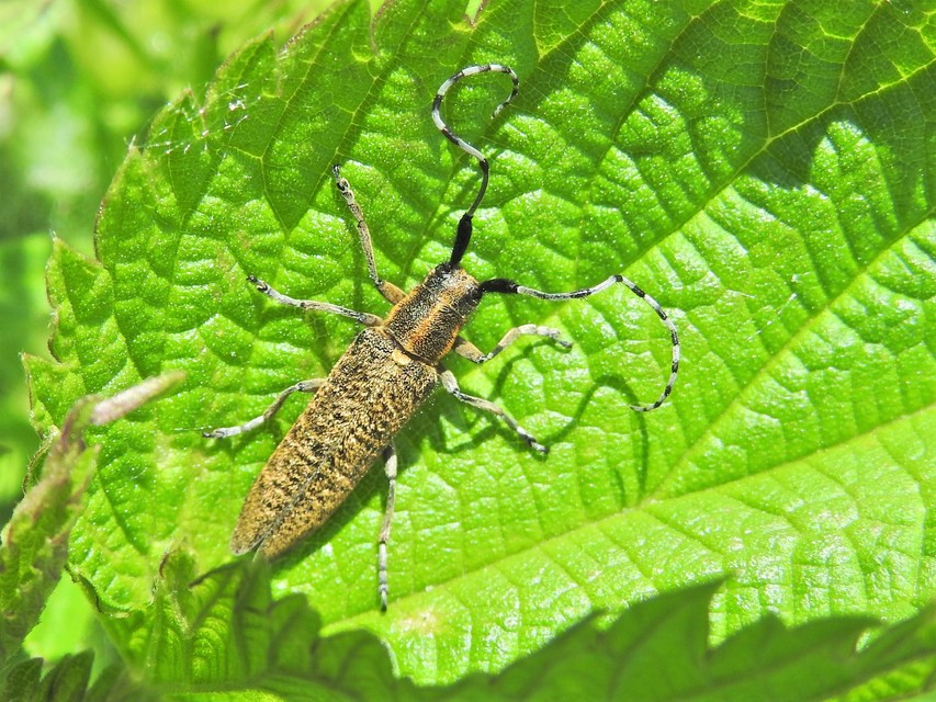 Agapanthia villosoviridescens - fehérgyűrűs bogáncscincér