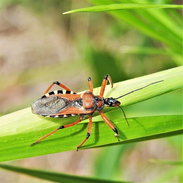 Rhynocoris iracundus - közönséges gyilkospoloska