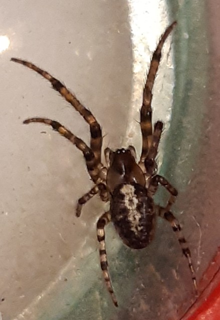 Leviellus