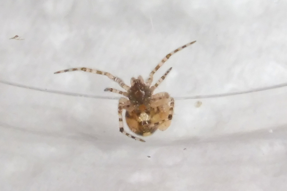 Theridion melanurum - fűrészes törpepók