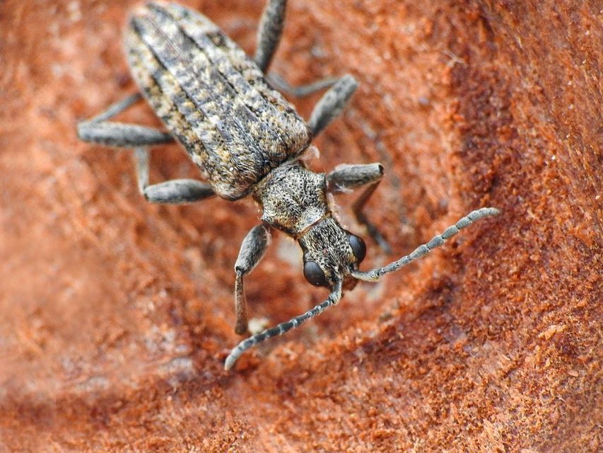 Rhagium inquisitor - fenyves-tövisescincér