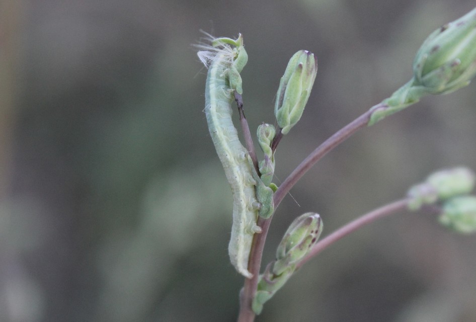 Hecatera dysodea - parajbagoly