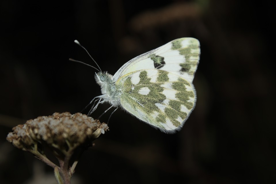 Pontia edusa - rezedalepke