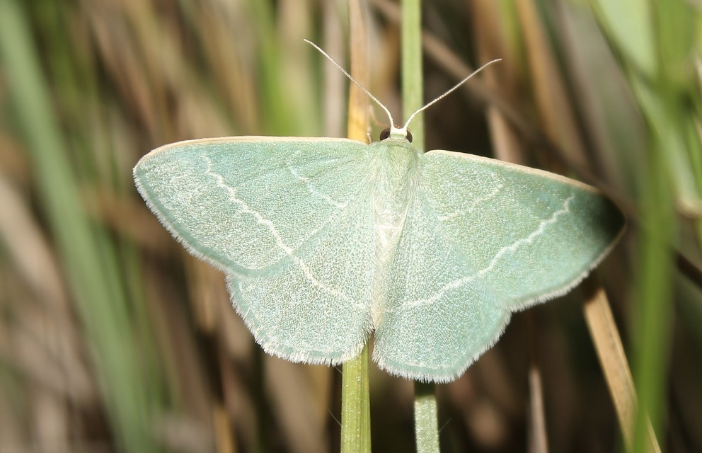 Chlorissa viridata - üdezöld araszoló