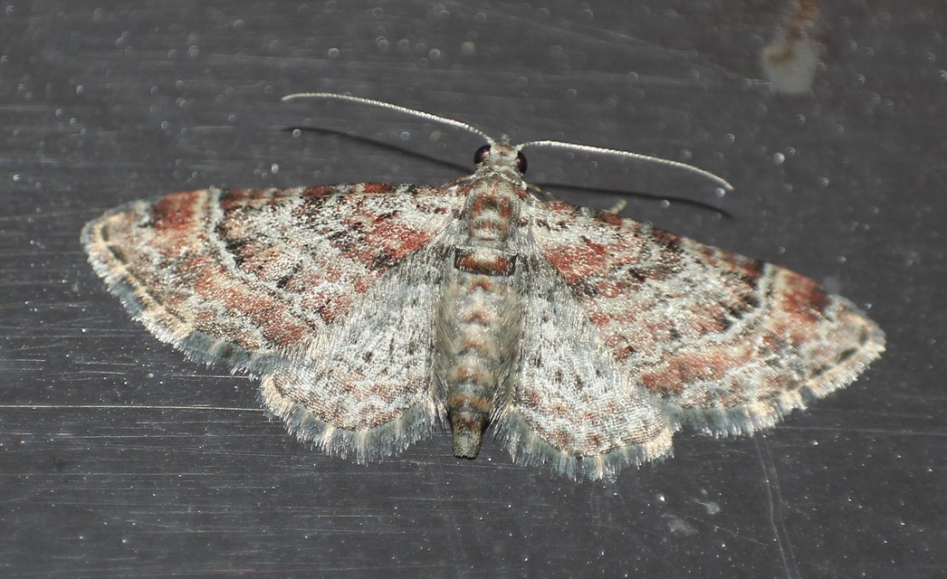Gymnoscelis rufifasciata - vöröscsíkos törpearaszoló