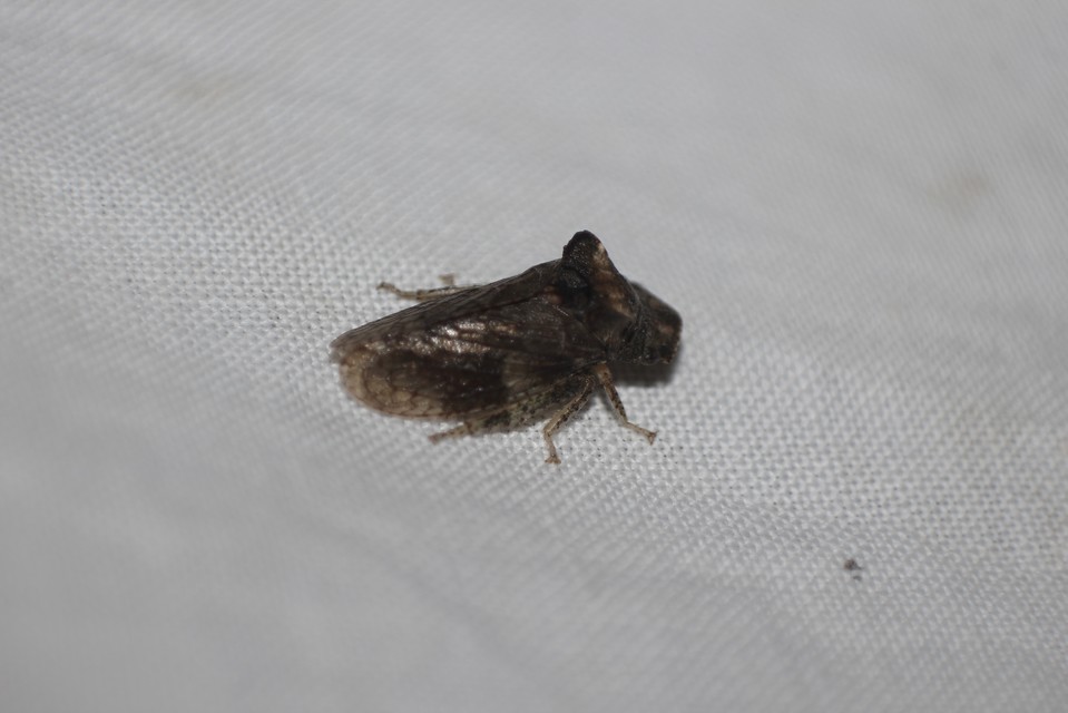 Ledra aurita - füleskabóca