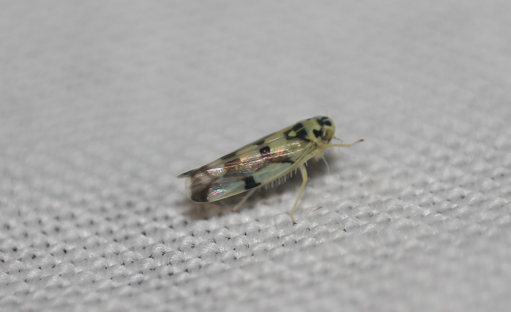Eupteryx