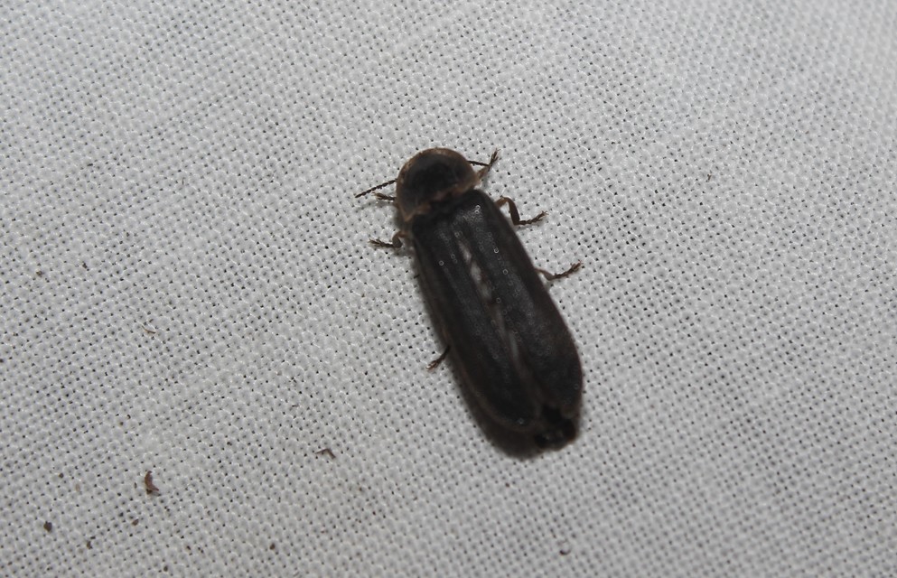 Lampyris noctiluca - nagy szentjánosbogár