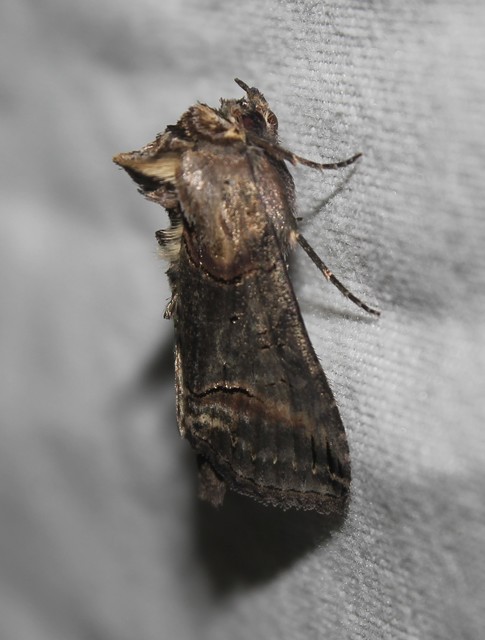 Abrostola triplasia - közönséges csalánbagoly