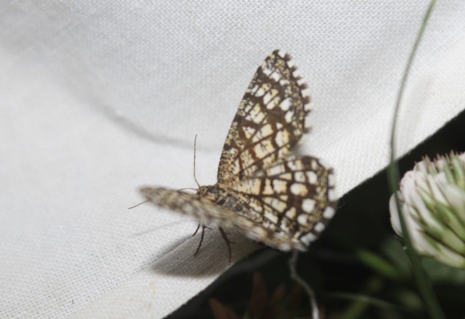 Chiasmia clathrata - rácsos rétiaraszoló