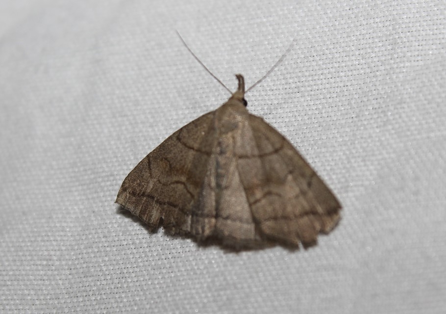 Herminia tarsicrinalis - szőröslábú karcsúbagoly