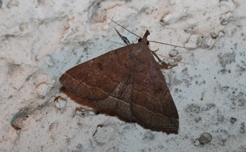 Pechipogo plumigeralis - tollascsápú karcsúbagoly