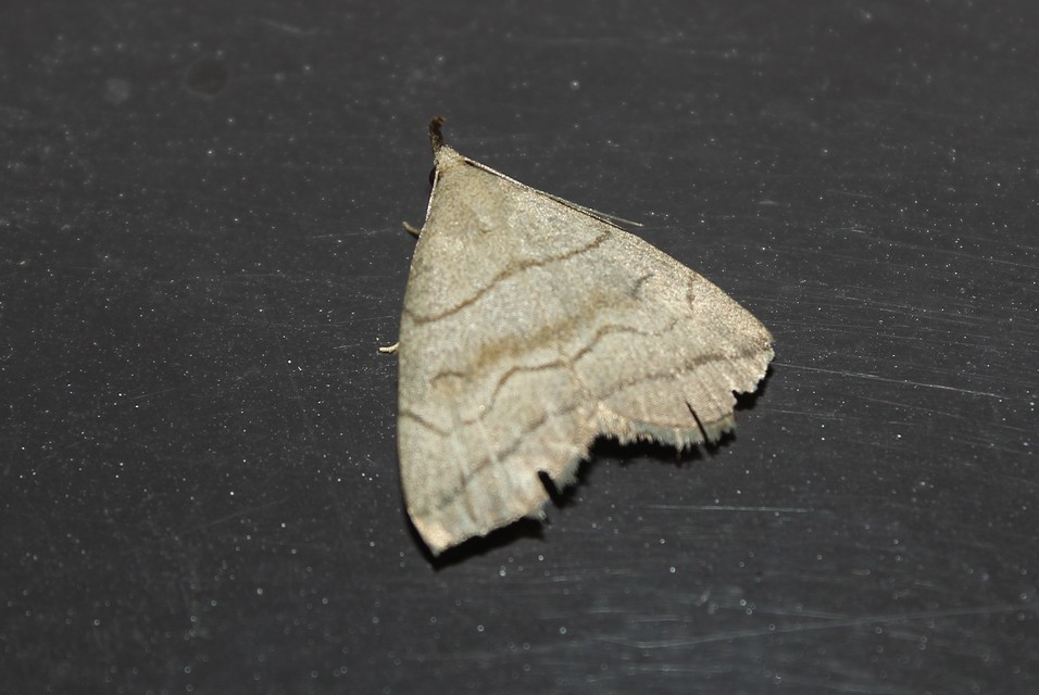 Herminia tarsicrinalis - szőröslábú karcsúbagoly