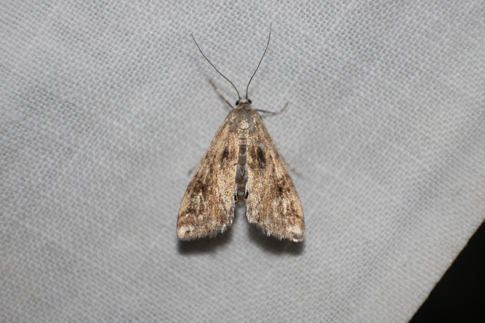 Cataclysta lemnata - békalencsemoly