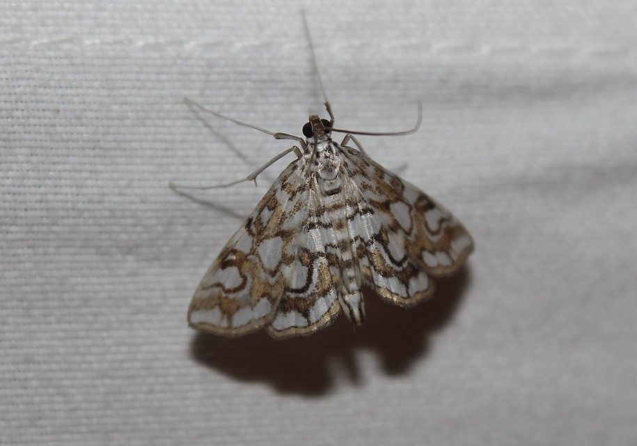 Elophila nymphaeata - tarka vízimoly