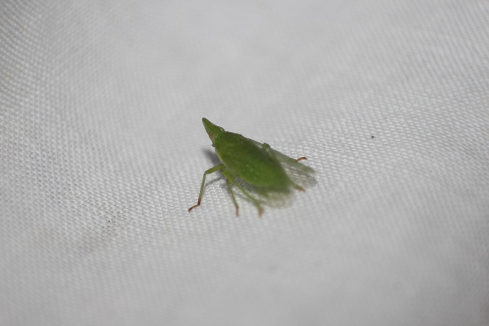 Dictyophara europaea