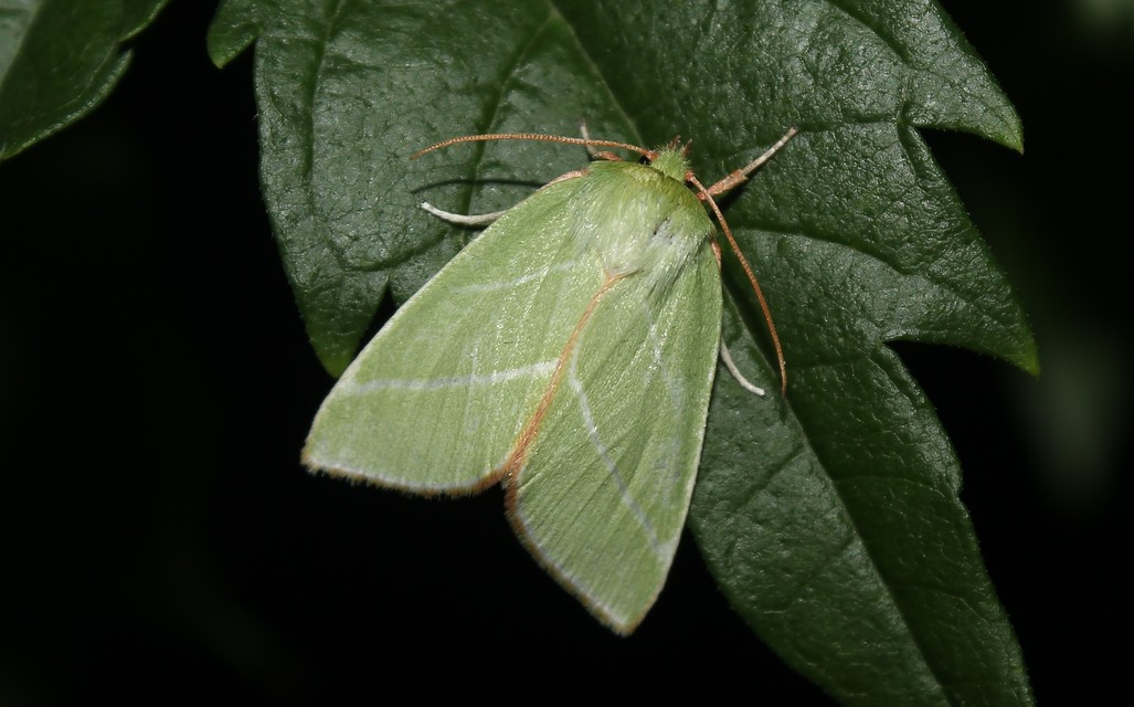 Pseudoips prasinana - bükkfa-zöldbagoly