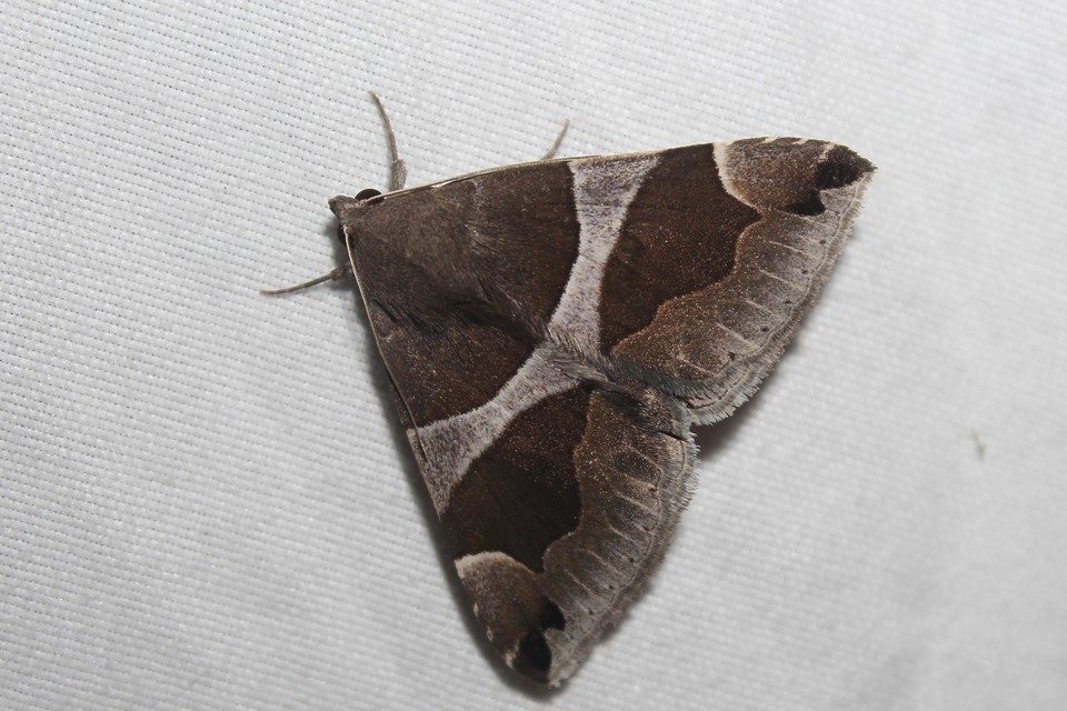 Dysgonia algira - déli porcelánbagoly