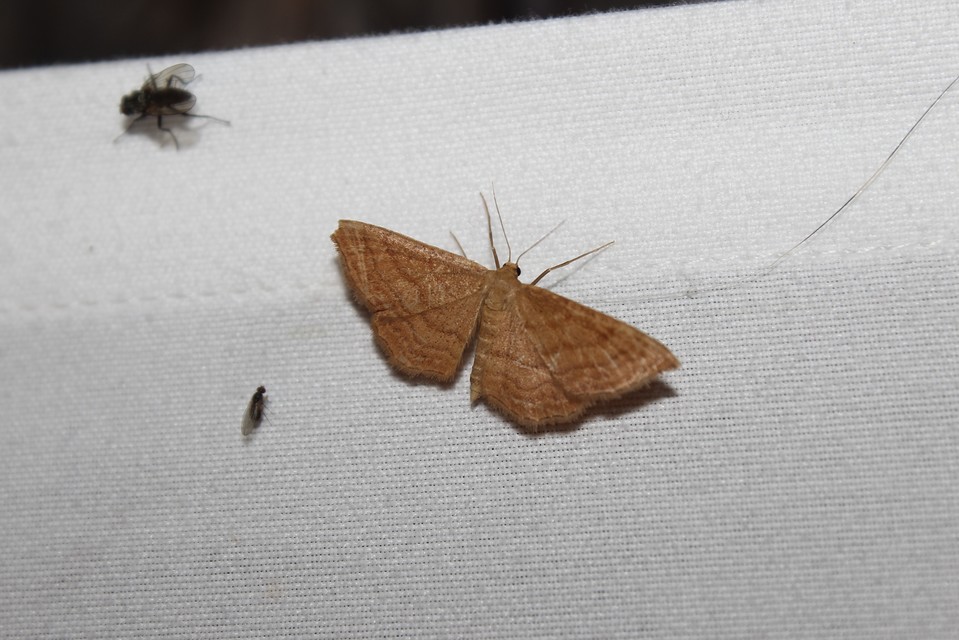 Idaea ochrata - okkerszínű sávosaraszoló