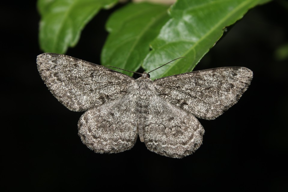 Hypomecis roboraria - nagy tölgyfaaraszoló
