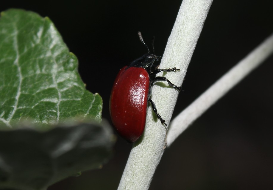 Chrysomela populi - nagy nyárlevelész