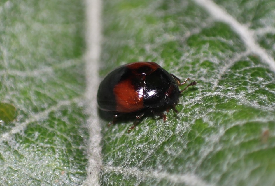 Tritoma bipustulata - feketenyakú tarbogár