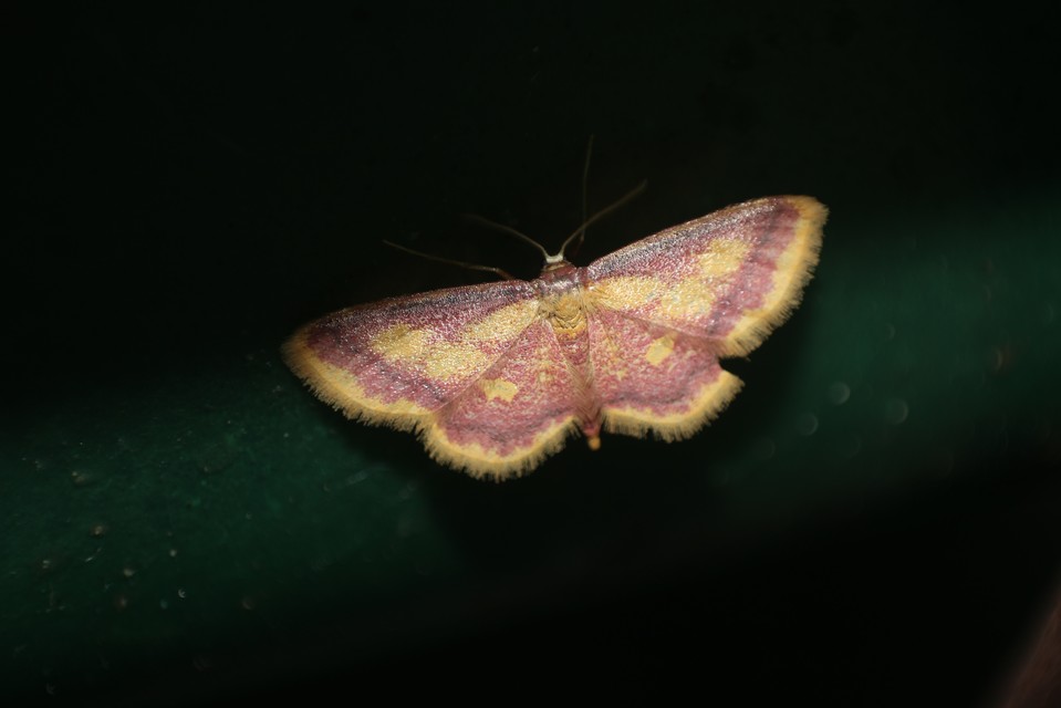Idaea muricata - mocsári pirosaraszoló