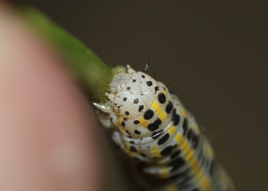 Calophasia platyptera - szürke apróbagoly