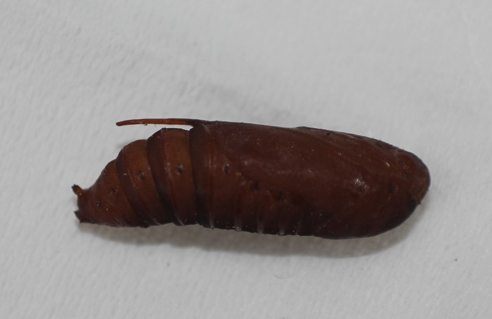 Calophasia platyptera - szürke apróbagoly