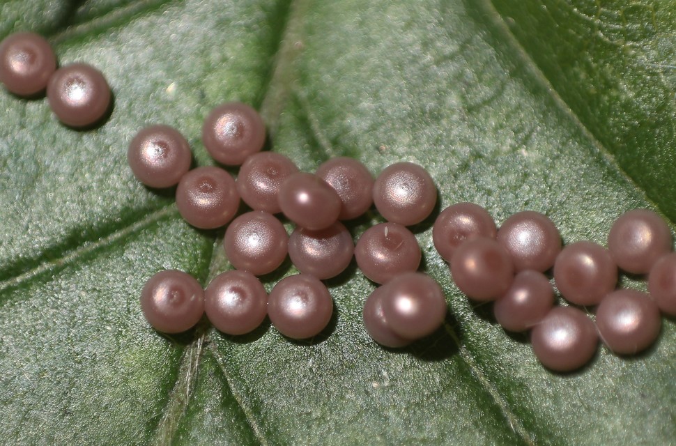 Lymantria monacha - apácalepke