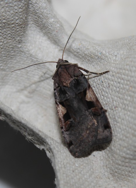 Xestia c-nigrum - c-betűs fűbagoly