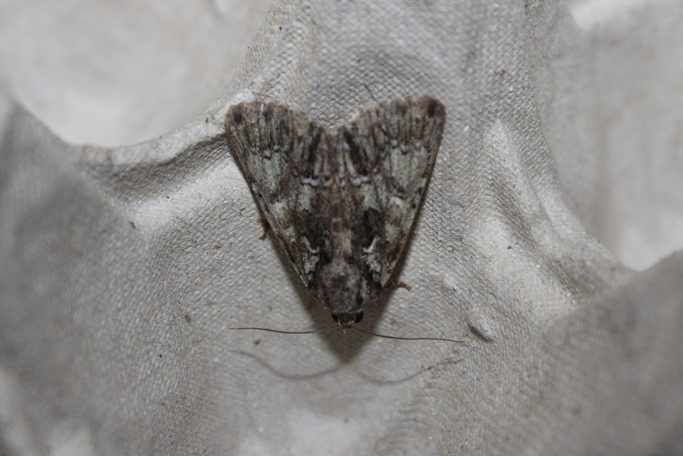 Polyphaenis sericata - selyemfényű erdeibagoly
