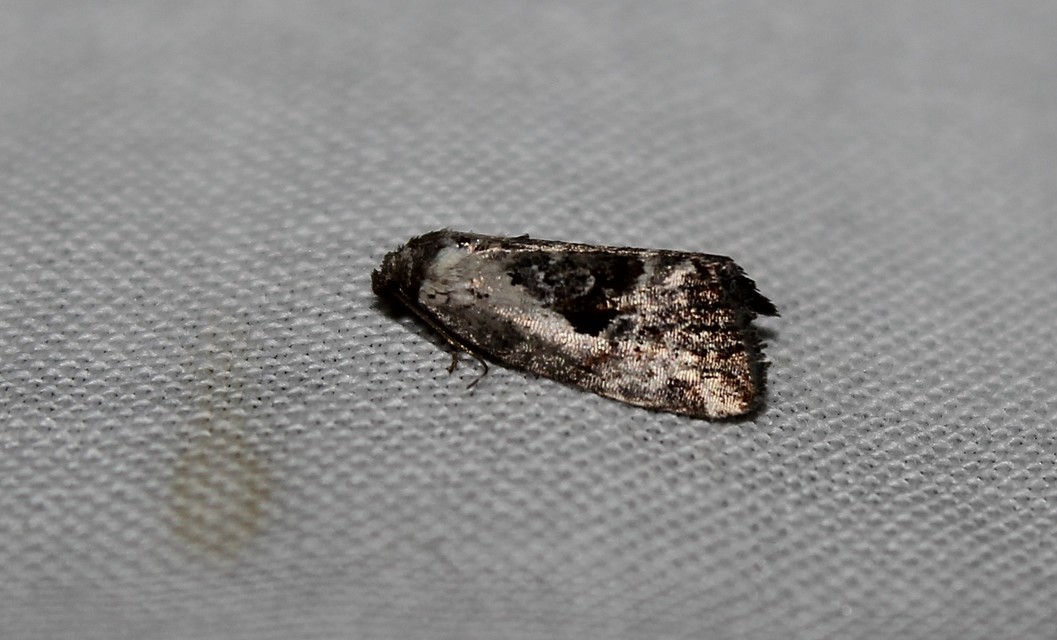 Hapalotis venustula - rózsaszínű mázasbagoly