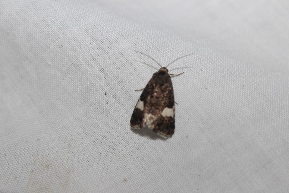 Tyta luctuosa - fekete nappalibagoly