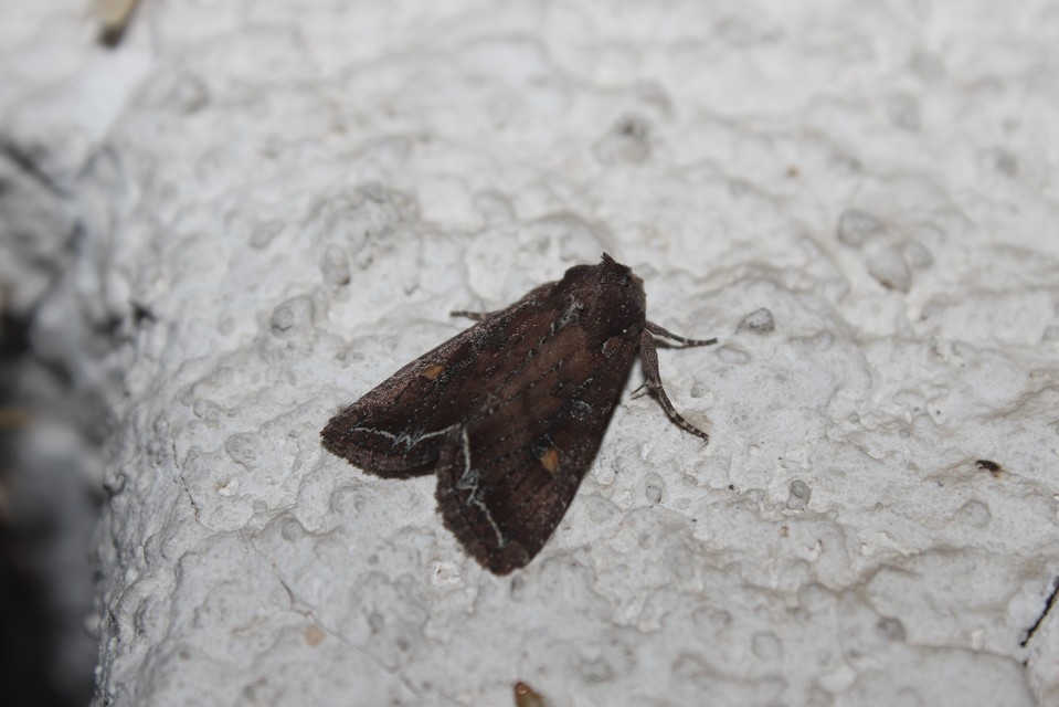 Lacanobia oleracea - saláta-kertibagoly